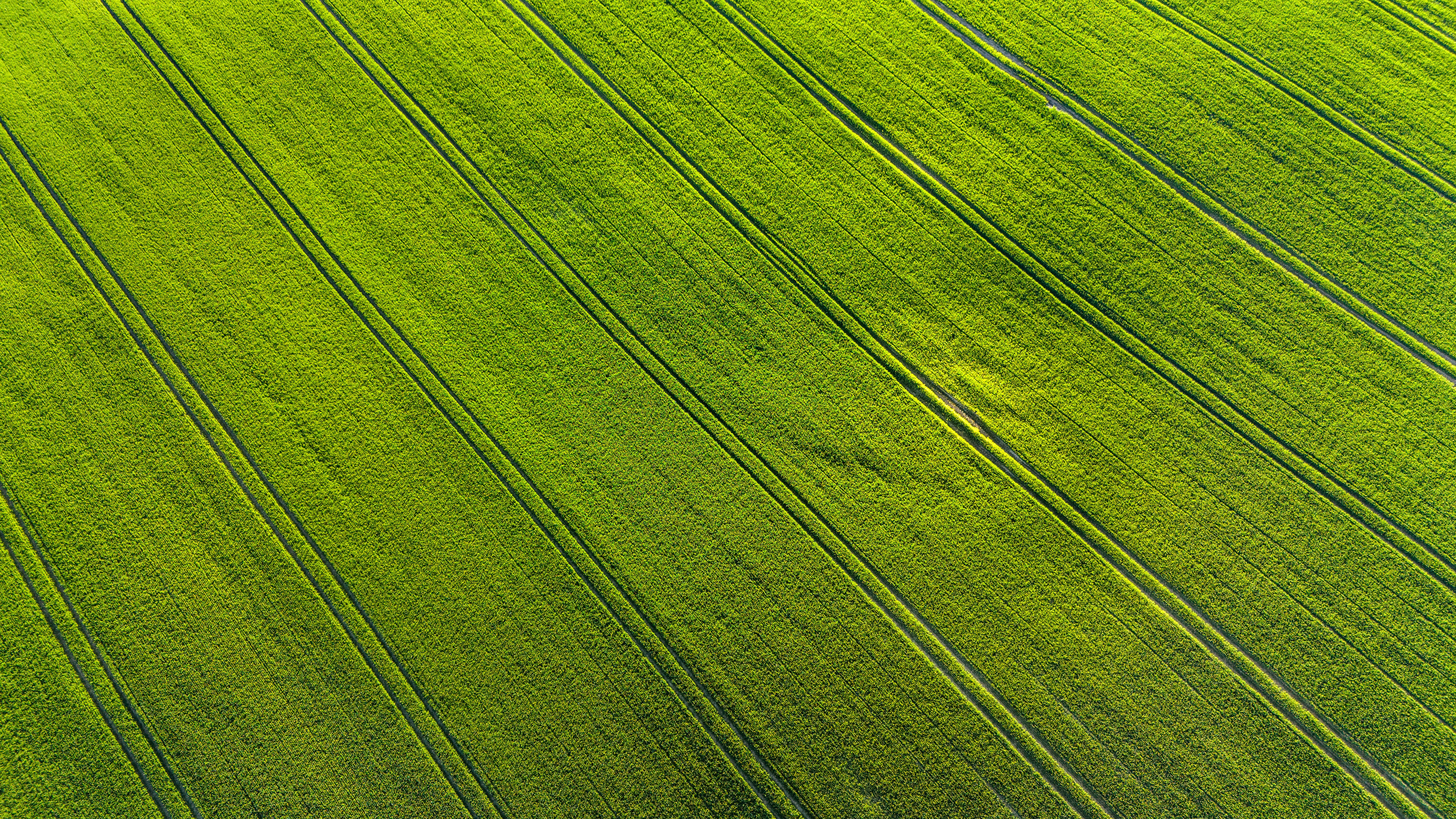 Green paddy rice field, aerial view