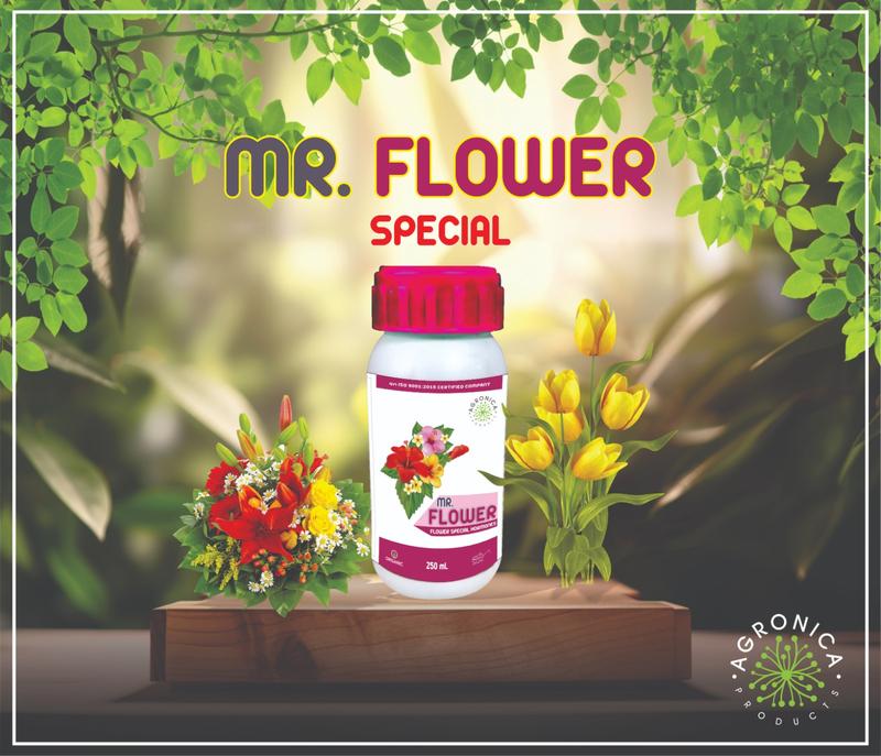 MR.FLOWER-PROTEIN HYDROLYSATE