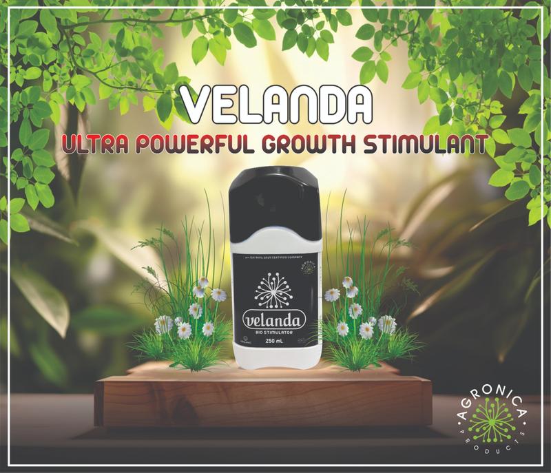 VELANDA-FLOWERING STIMULANBT
